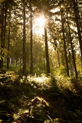 Landscape tree nature forest Photo