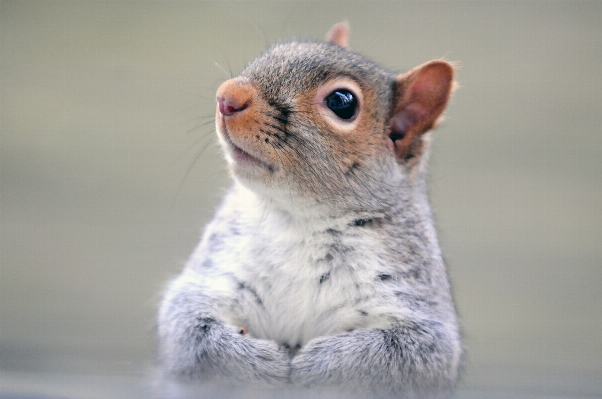 Foto Carino guardare animali selvatici giovane