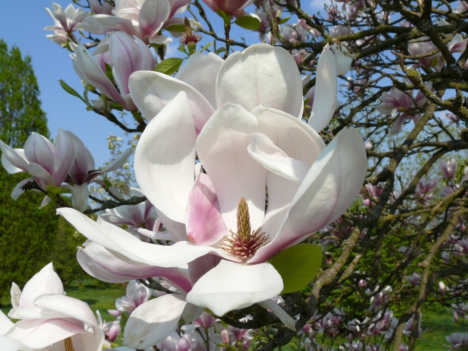 Arbre fleurir usine fleur