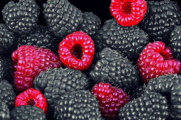 Plant raspberry fruit berry Photo