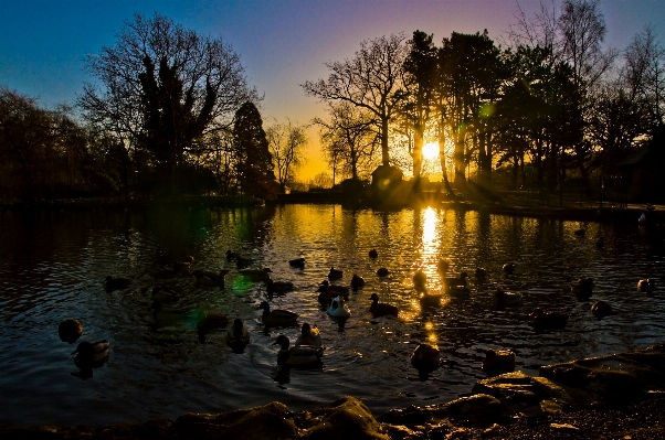 Landscape tree water nature Photo