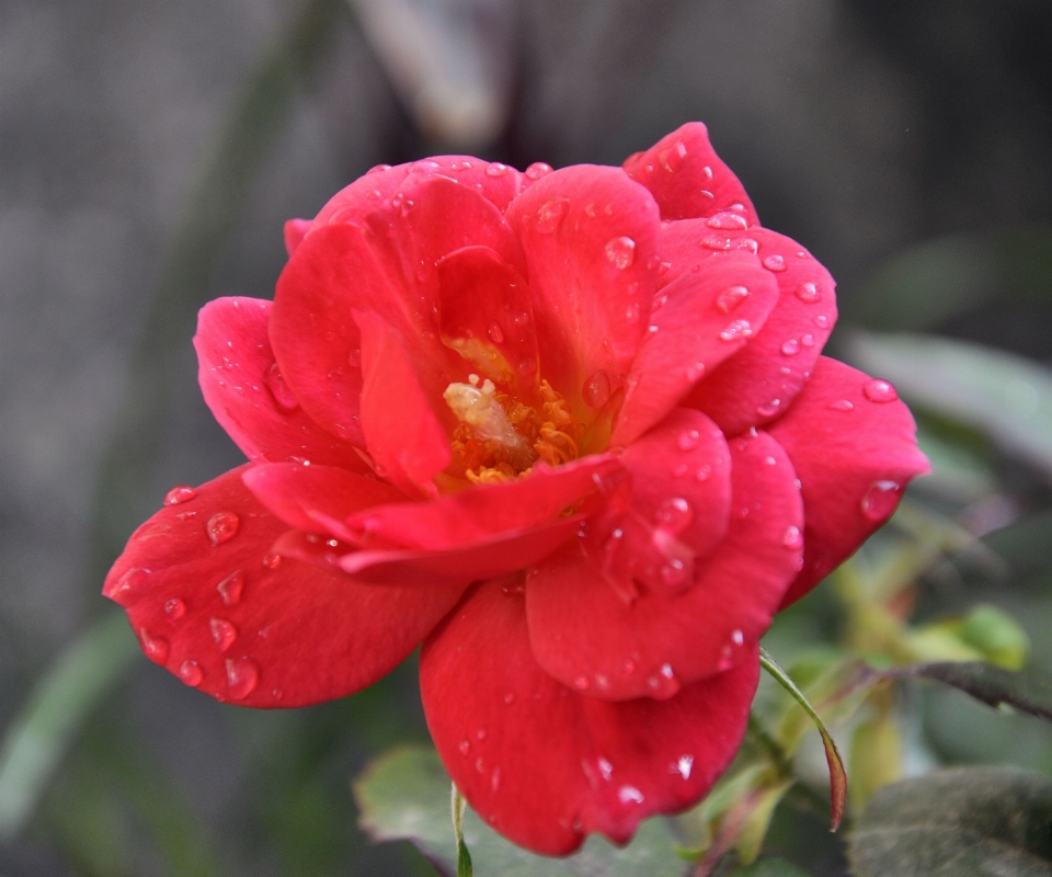 Blossom plant flower petal