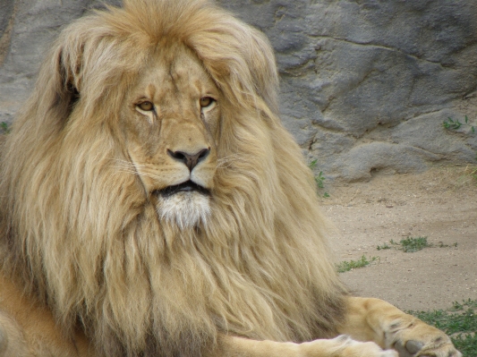 Foto Animais selvagens jardim zoológico retrato mamífero