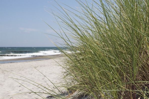 Beach coast tree nature Photo