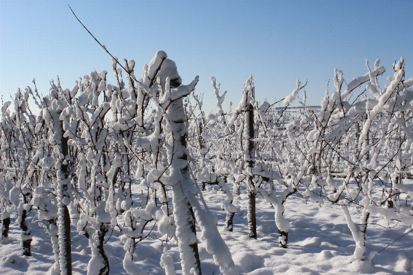 Landscape tree branch snow Photo