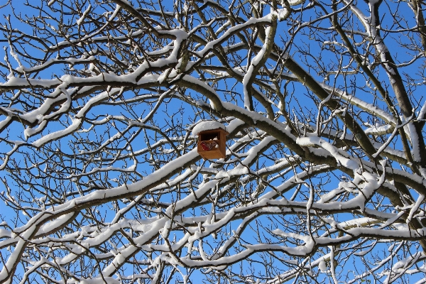 Tree nature branch snow Photo