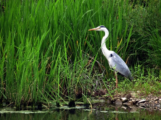 Foto Alam rumput rawa burung