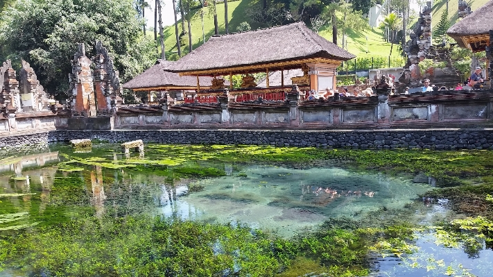 Foto Lanskap pohon air kolam