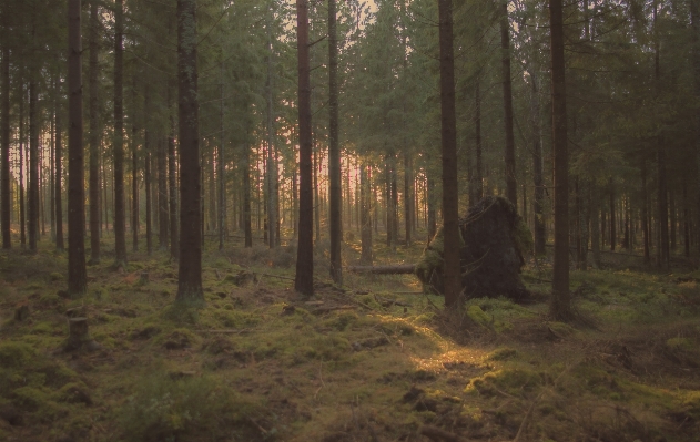 Foto Albero natura foresta pantano