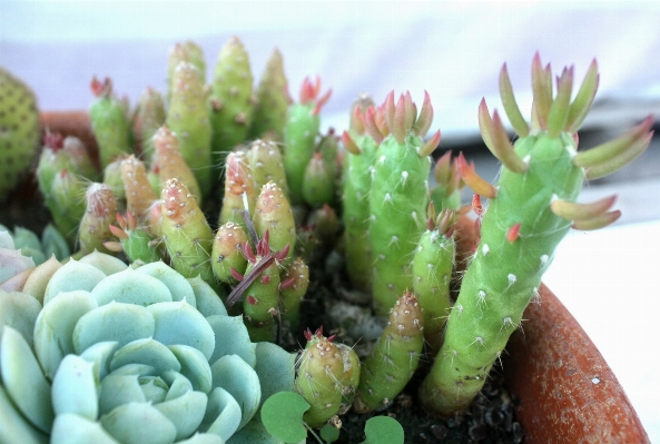 Nature cactus plant flower Photo