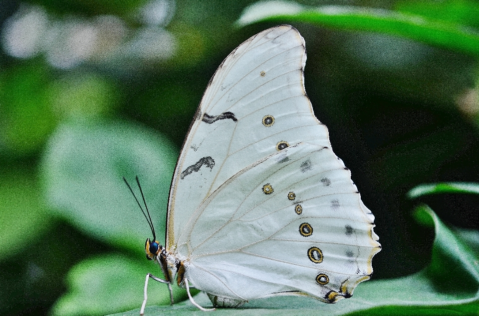 Nature wing white leaf