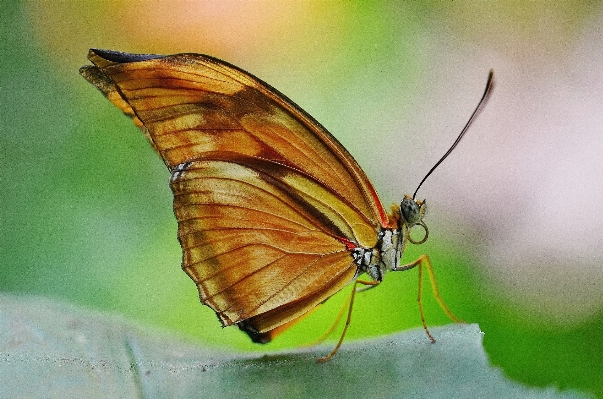 Foto Natureza asa fotografia folha