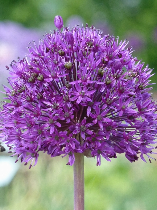 Natura fiore pianta viola