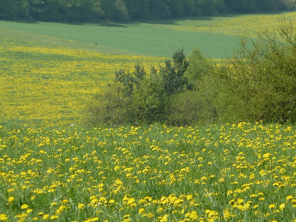 Paisagem natureza grama plantar