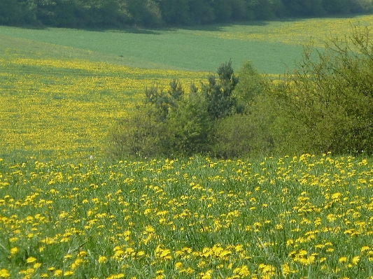 Landscape nature grass plant Photo