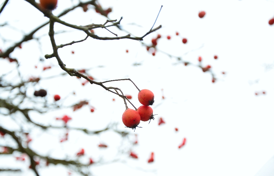 Baum zweig blüte schnee