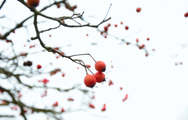 木 ブランチ 花 雪 写真