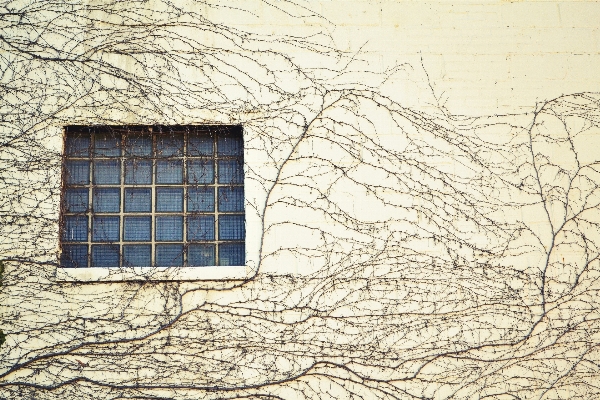 Growth plant window building Photo