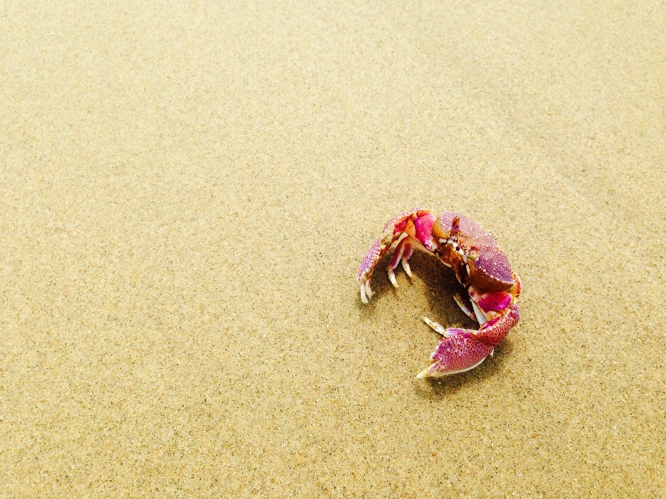 海滩 自然 沙 动物