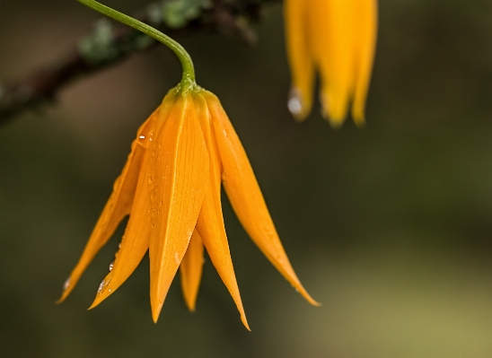 Nature dew plant photography Photo