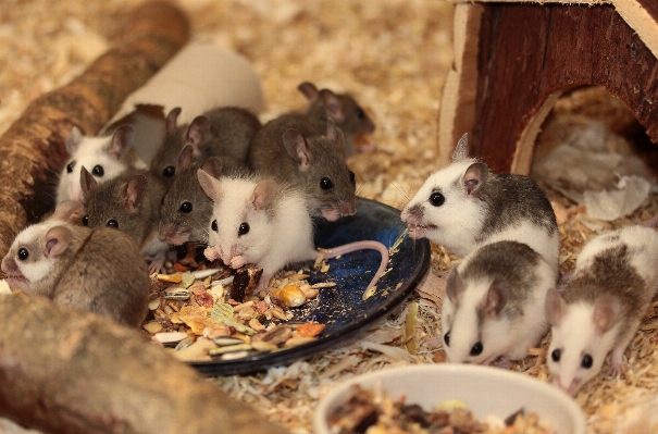 甘い ねずみ 動物 かわいい 写真