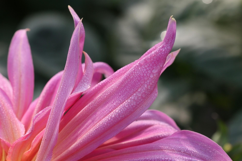 Natur blüte tau anlage