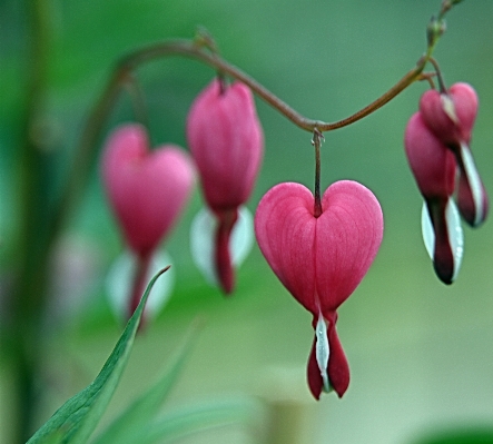 Blossom plant leaf flower Photo