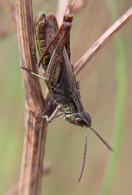 Photo Aile la photographie insecte macro