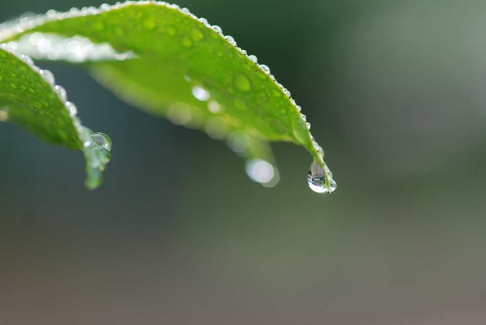 Water nature branch drop