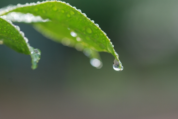 Water nature branch drop Photo