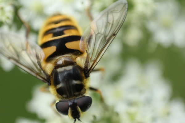 Nature photography flower fly Photo