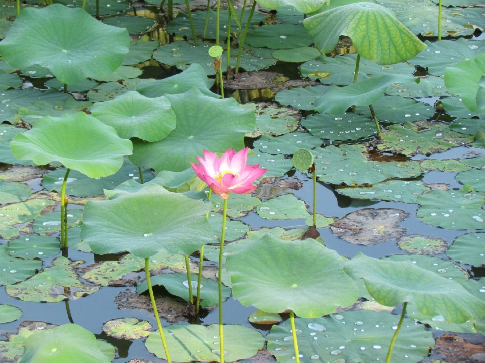 Acqua natura all'aperto fiore