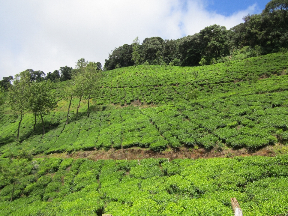 Tanaman bidang bukit bunga