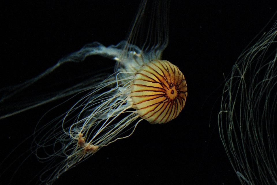 Natura oceano animale selvaggio