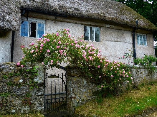 Farm house flower building Photo