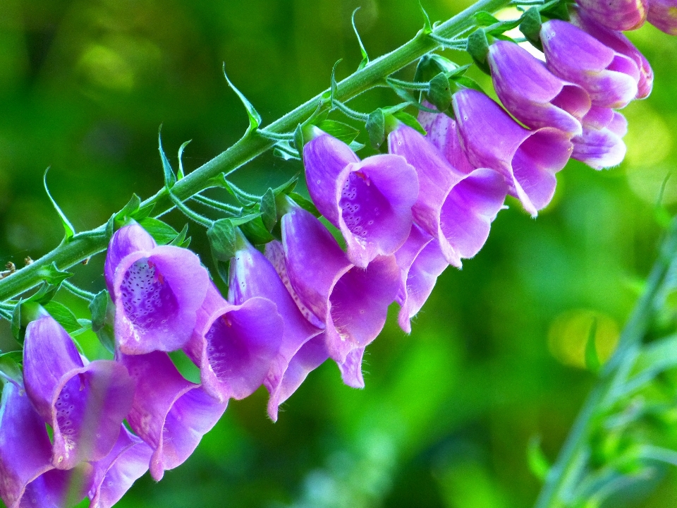 Natur blüte anlage wiese
