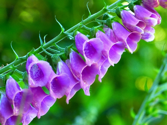 Nature blossom plant meadow Photo