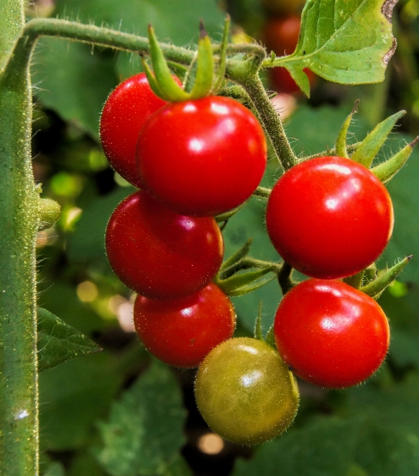 Plantar fruta baga flor