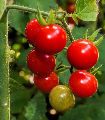 Plant fruit berry flower Photo