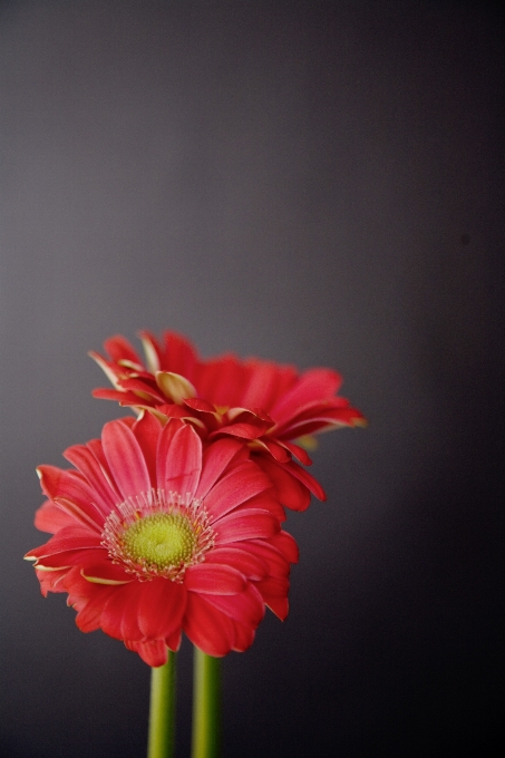 Florescer plantar fotografia flor