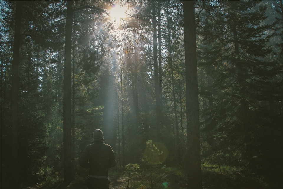 Homme arbre nature forêt