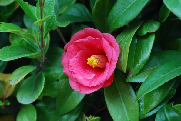 冬天 植物 花 花瓣 照片