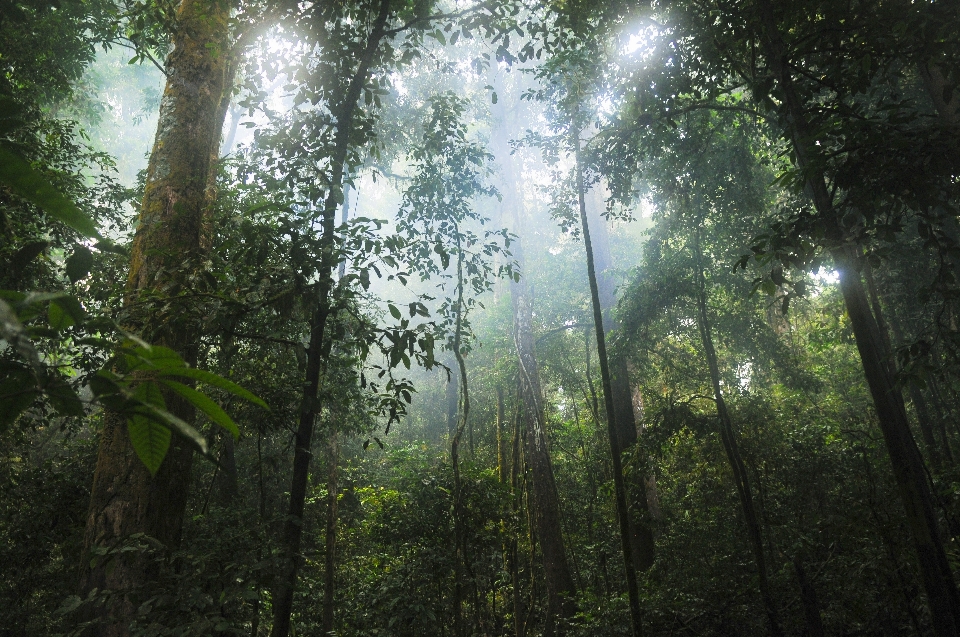 Tree nature forest branch