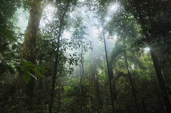 Tree nature forest branch Photo