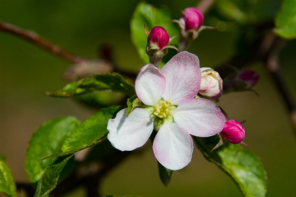 Apple nature branch blossom Photo