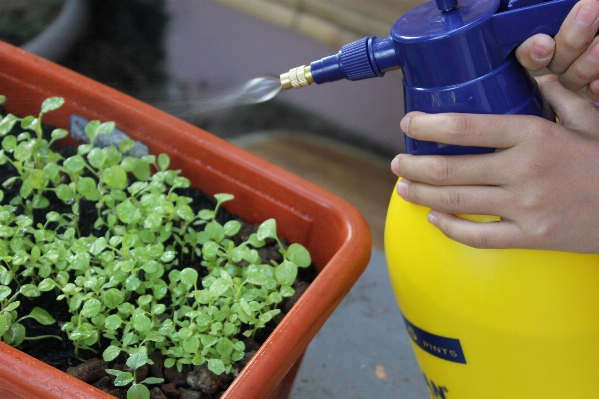 Plant food produce spray Photo