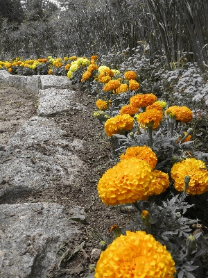 Foto Naturaleza florecer planta hoja