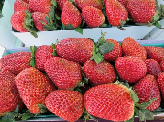 Plant fruit berry summer Photo