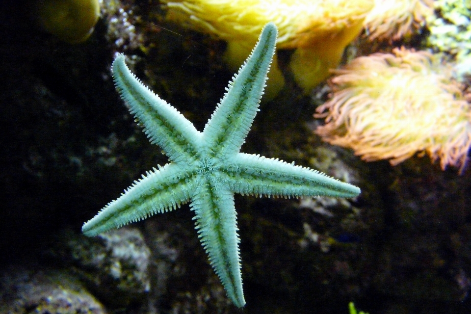 Flor embaixo da agua verde biologia