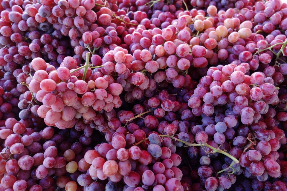 Blossom plant fruit berry